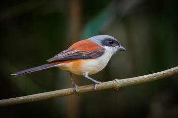 Backside of Burmese Shrike (Lanius collurioides)
