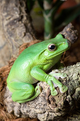 Grüngelber Frosch