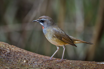Left side of Siberian Rubythroat (Calliope calliope) on the wood