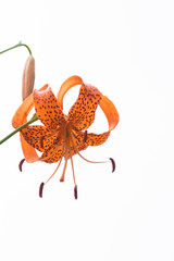 Lilium leichtlinii var. Tigrinum, Liliaceae