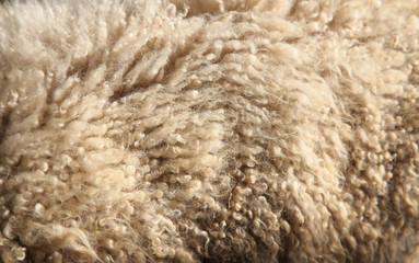 羊の毛　背景
