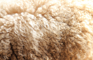 羊の毛　背景