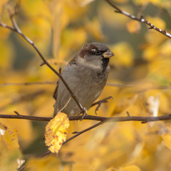 autumn sparrow clodeup