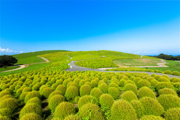 Kochia hill (green) and the blue sky