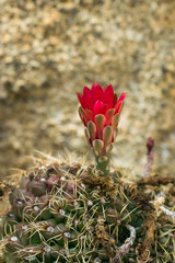 Grymnocalycium baldianium, CACTACEAE