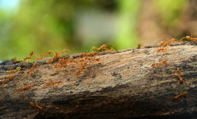 A group of weaver ants are moving across the tree branch