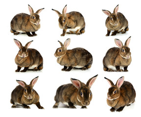 The Brown Bunny isolated on white background.