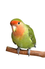 Agapornis roseicollis