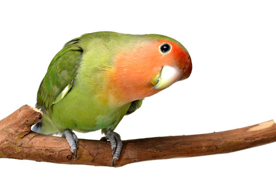 Fototapeta Agapornis roseicollis