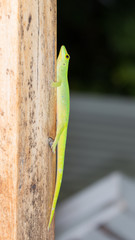 green lizard