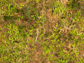 herb with small leaves