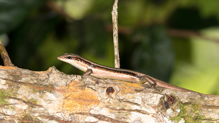 brown striped lizard