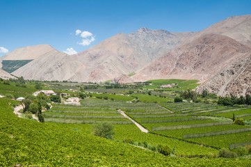 Fototapeta na wymiar Vineyards of Elqui valley, Chile