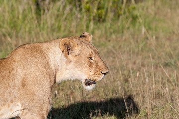 Fototapeta na wymiar Young lioness on savanna grass background