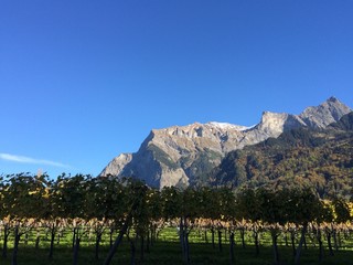 Weinreben in Maienfeld. Große Flächen mit Weinreben vor den Bergen der Schweiz. 