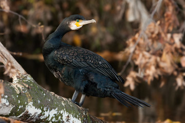 Kormoran