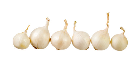 Six white onions over white background