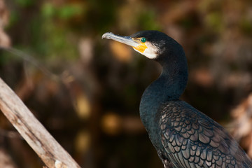 Kormoran