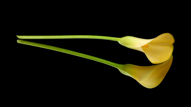 Yellow Calla Lily Islolated On Black