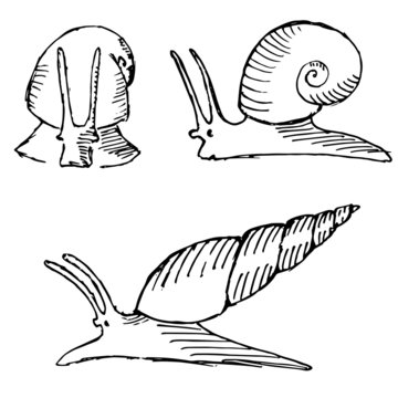 Snails sketch set