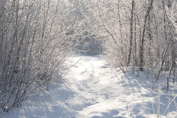 Fototapeta premium Winter landscape with snow
