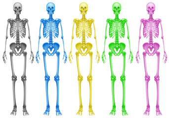Coloured skeletons
