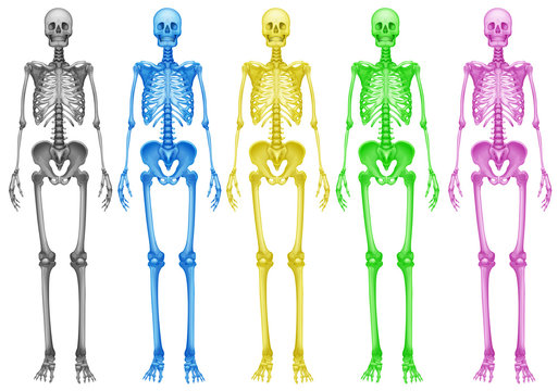 Coloured skeletons