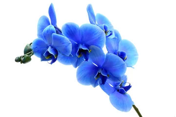 Papier Peint photo Lavable Fleurs Blue flower orchid