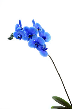 Blue flower orchid