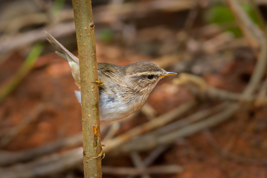 Dusky Warbler(Phylloscopus fuscatus)on the branch
