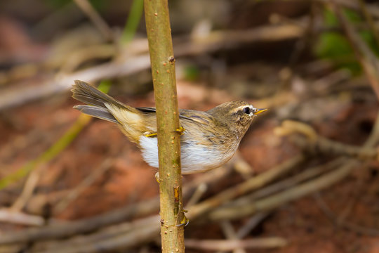 Dusky Warbler(Phylloscopus fuscatus) in nature Thailand
