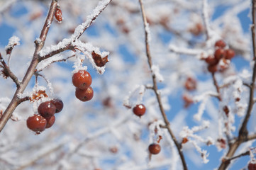 red berries under snow