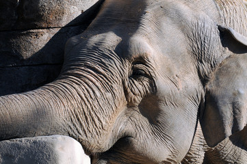 Elefante descansando © mario1rp