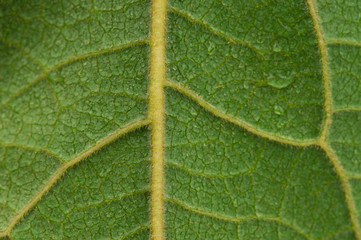 Leaf texture