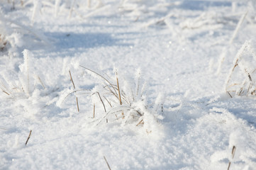 dry grass under the snow