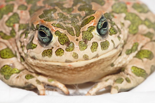 Common European Toad