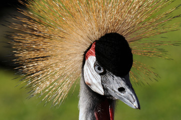 Grulla real