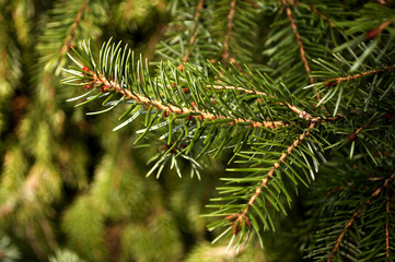 Serbian spruce
