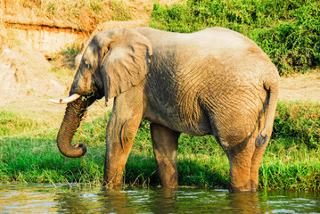 Male African elephant eating leaves, Kazinga Channel (Uganda)