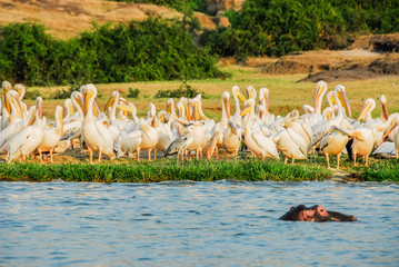Great White pelicans, Kazinga Channel (Uganda)