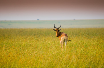 African antylope