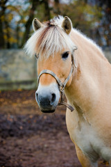 Fototapeta premium Fiording horse