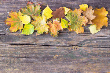 Colorful fall autumn leaves on wood background