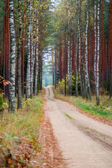 Road through the autumn forest