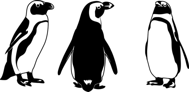 PENGUIN