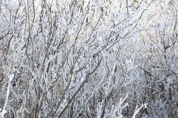 Winter tree branch with snow