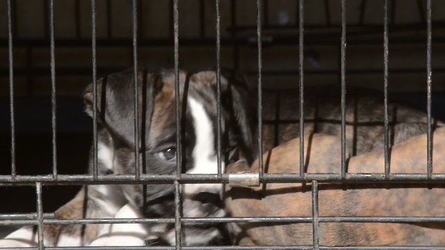 Dog in animal shelter
