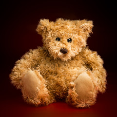 Portrait of a Fluffy Teddy Bear