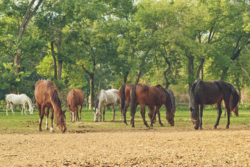 Plakat Grazing Horses on the farm ranch