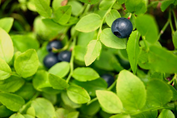 Blueberry bush with berries
